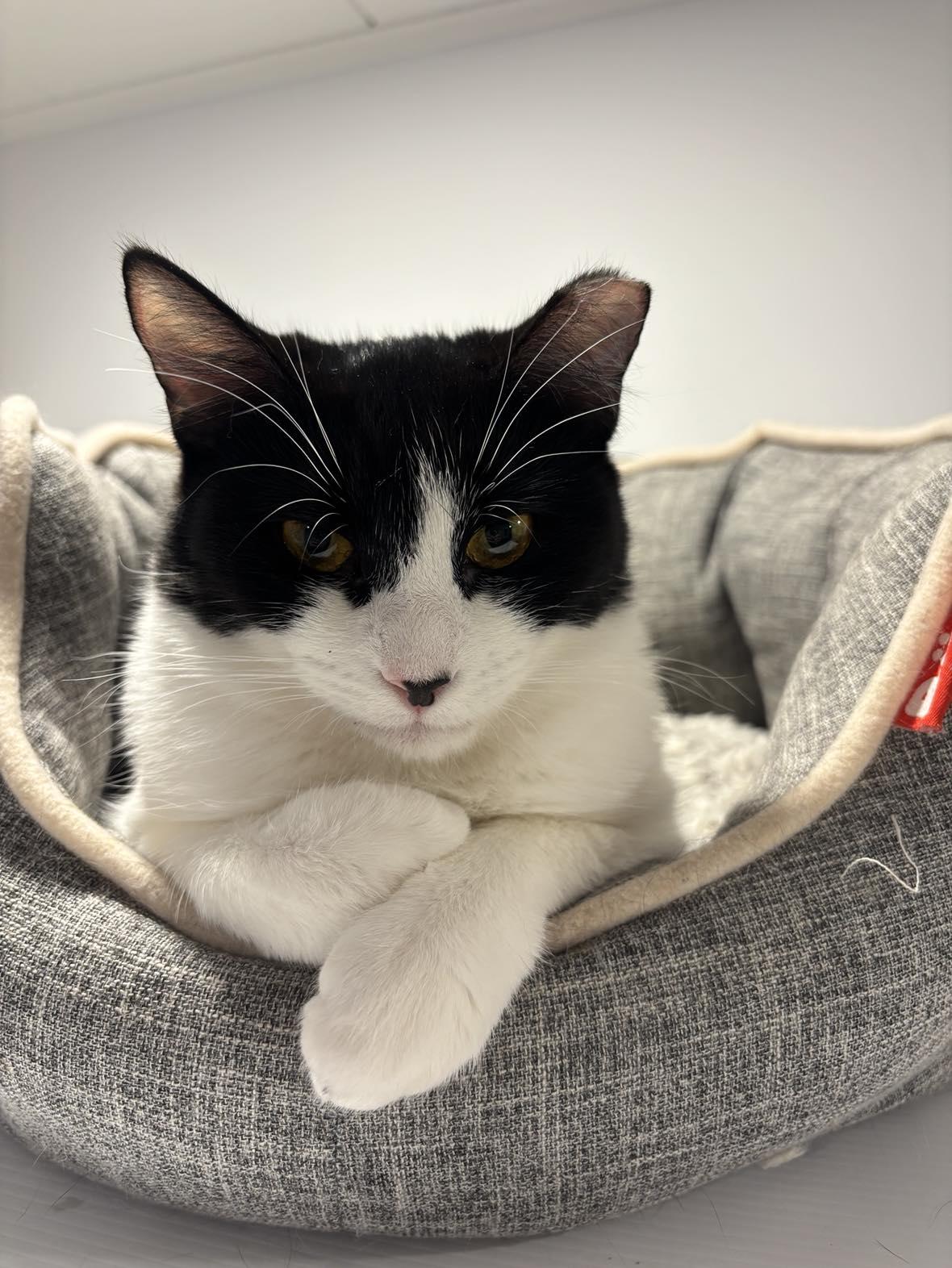 Enlarge Ollie, a ADOPTABLE Domestic Short Hair in Terrebonne, QC image 6/6