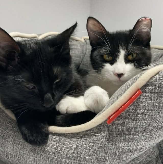 Ollie, a ADOPTABLE Domestic Short Hair in Terrebonne, QC image 4/6