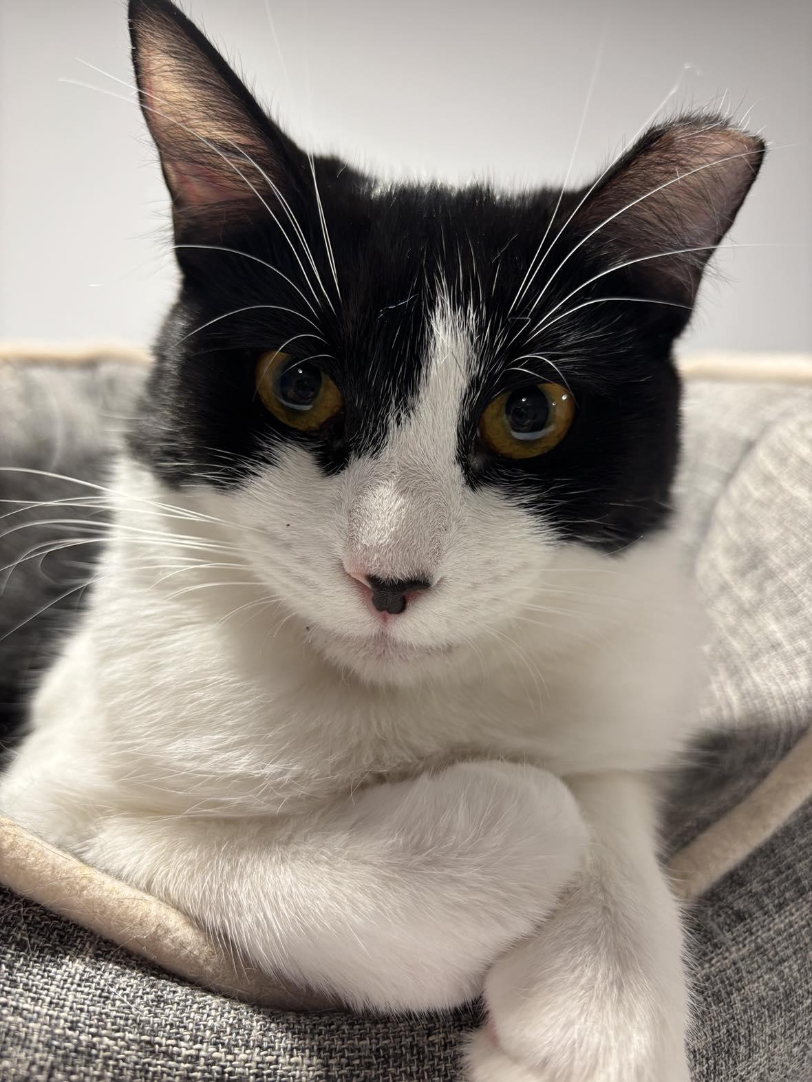 Enlarge Ollie, a ADOPTABLE Domestic Short Hair in Terrebonne, QC image 5/6