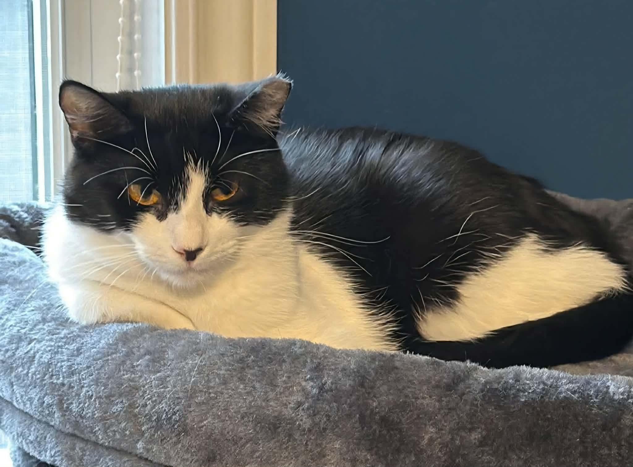 Enlarge Ollie, a ADOPTABLE Domestic Short Hair in Terrebonne, QC image 6/6