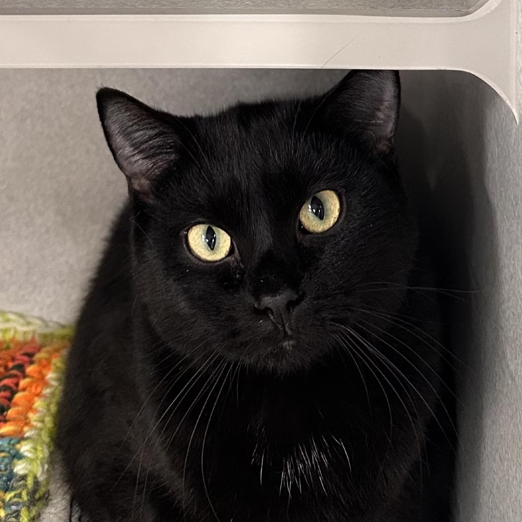 Potter, Adoptable, Young Male Domestic Short Hair.