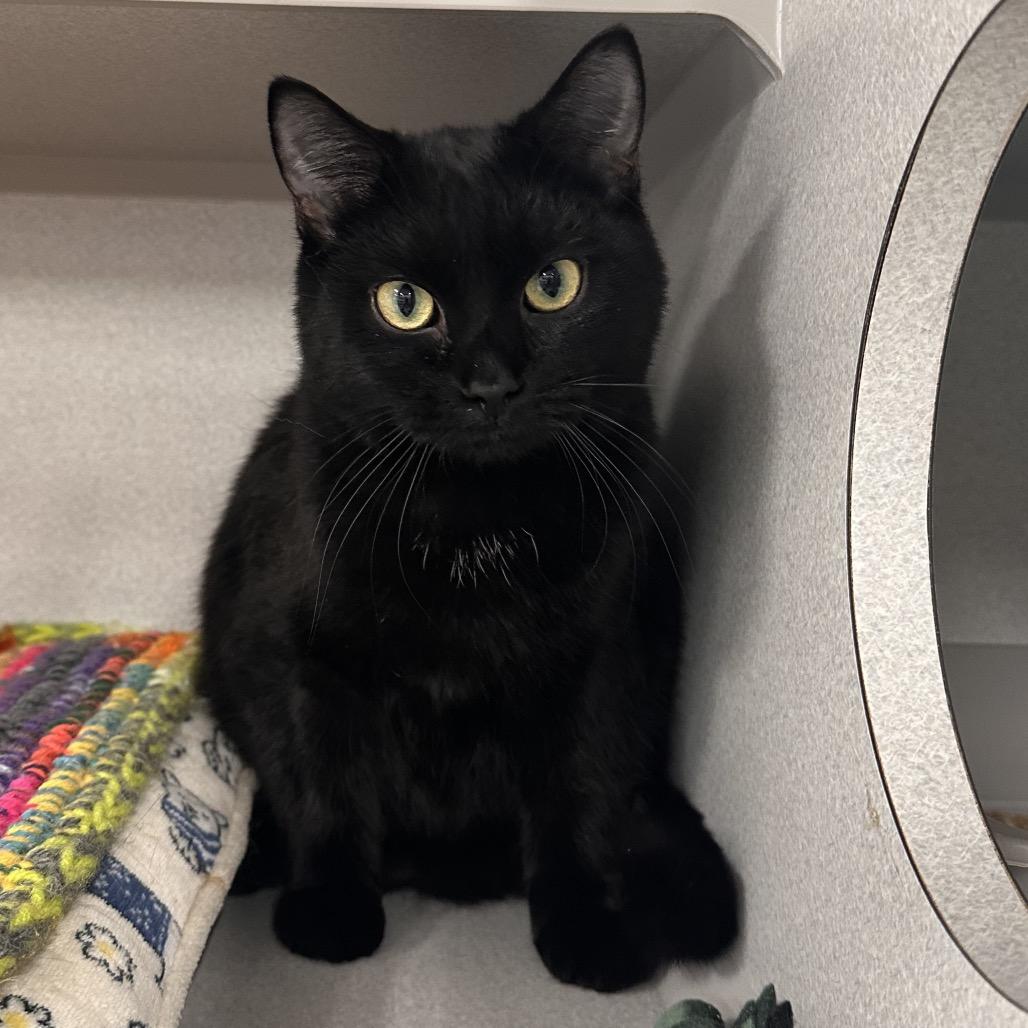 Enlarge Potter, a Adoptable Domestic Short Hair in Mount Vernon, IN image 2/2