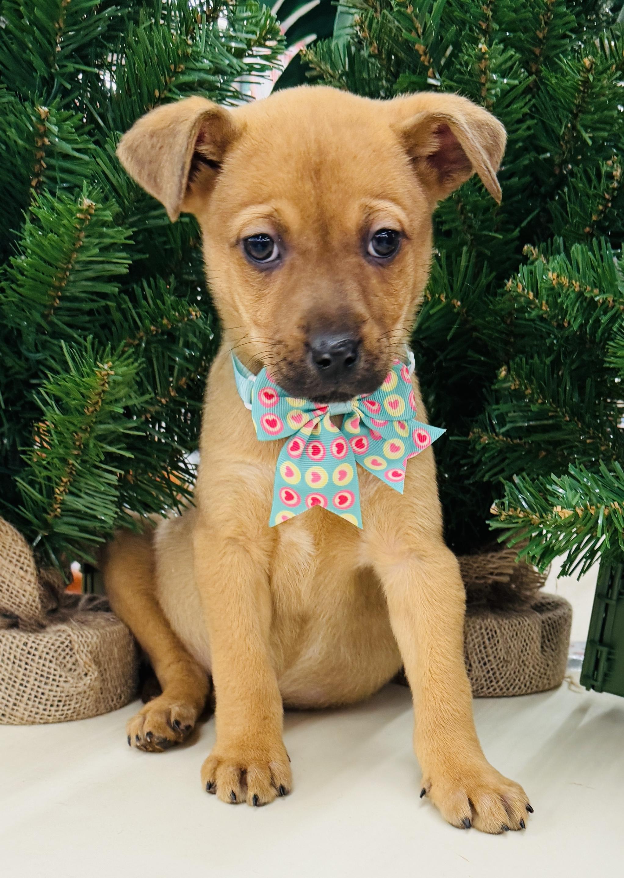 Enlarge Ginger, a ADOPTABLE Chiweenie in Albemarle, NC image 1/1