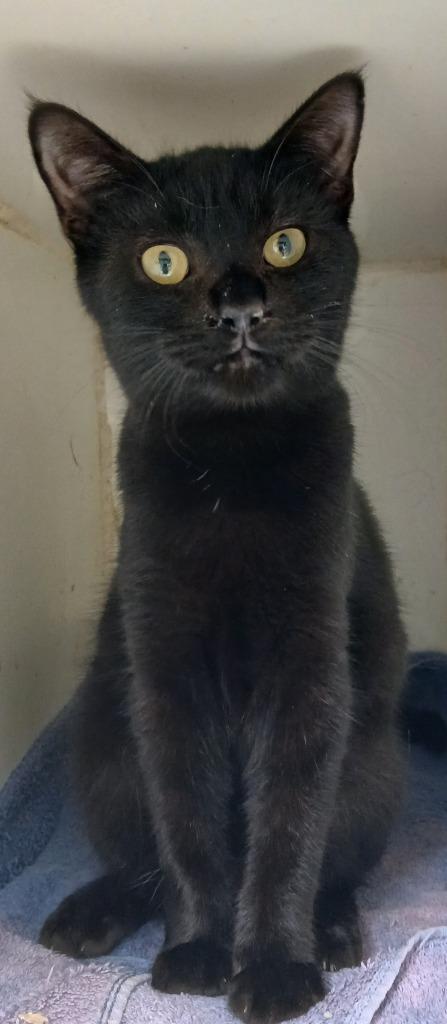 Octavia, Adoptable, Young Female Domestic Short Hair.