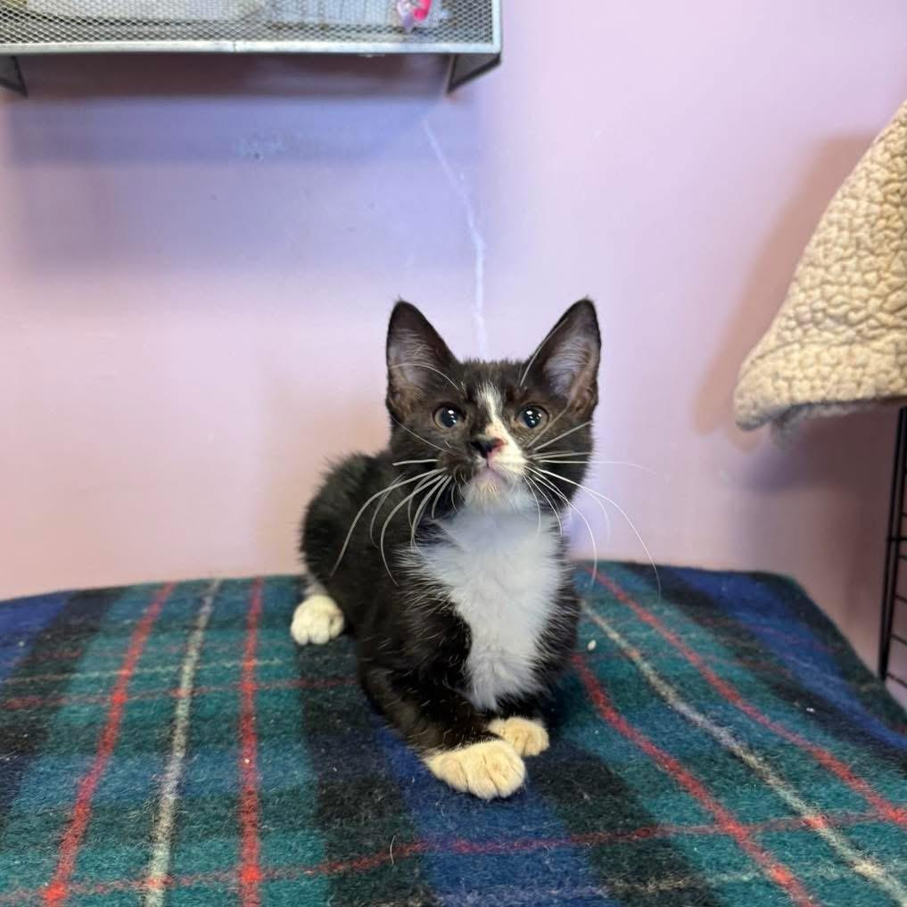 Ginger Rogers, adopted, Young Female Domestic Short Hair.
