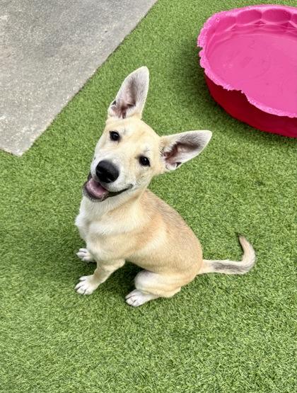 Jinxy, Adoptable, Puppy Female Shepherd & Mixed Breed.