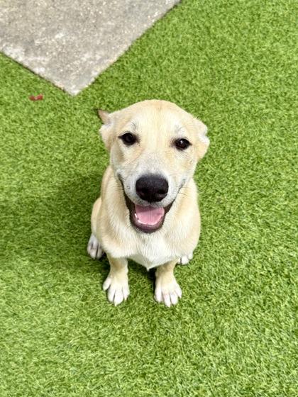 Jinxy, a Adoptable mixed breed in Picayune, MS image 2/3