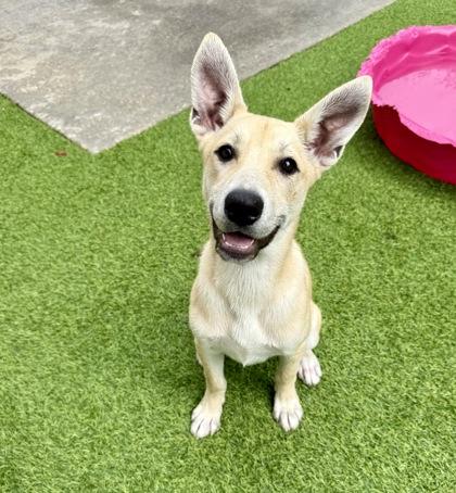 Jinxy, a Adoptable mixed breed in Picayune, MS image 3/3
