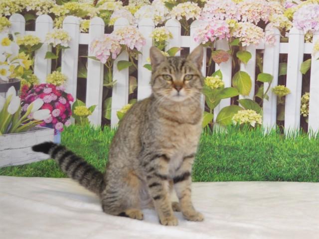 POPPY, Adoptable, Young Female Domestic Short Hair & Domestic Short Hair.