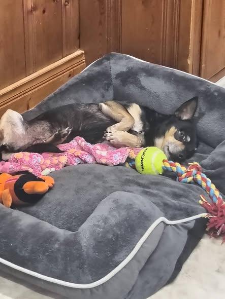 Stitch, Adoptable, Young Male Chihuahua.