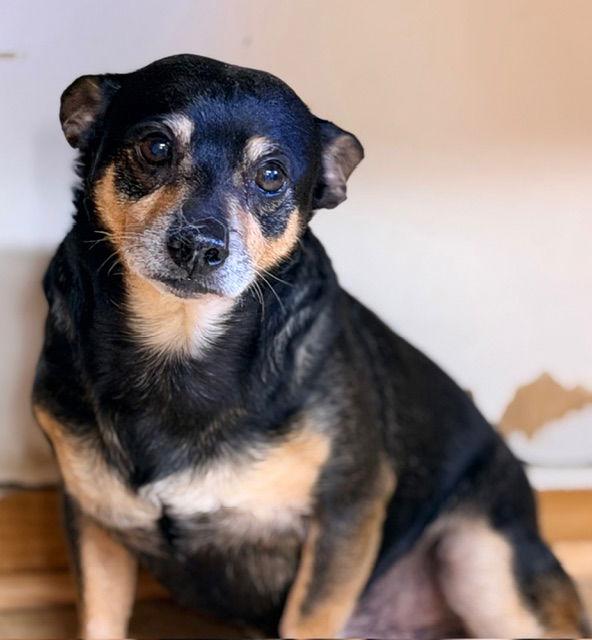 Enlarge Stitch, a Adoptable Chihuahua in Raleigh, NC image 2/3