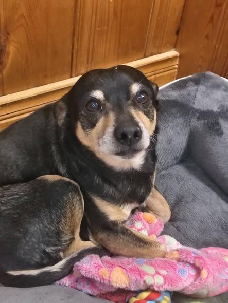 Enlarge Stitch, a Adoptable Chihuahua in Raleigh, NC image 3/3