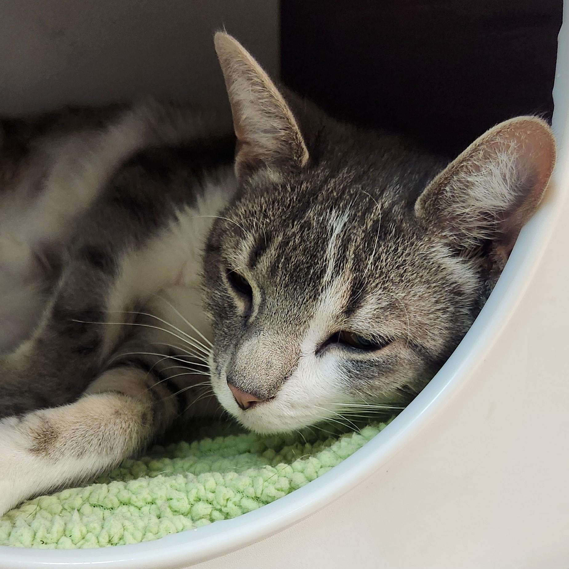 Enlarge Chappelle , an adopted Domestic Short Hair in San Antonio, TX image 1/1