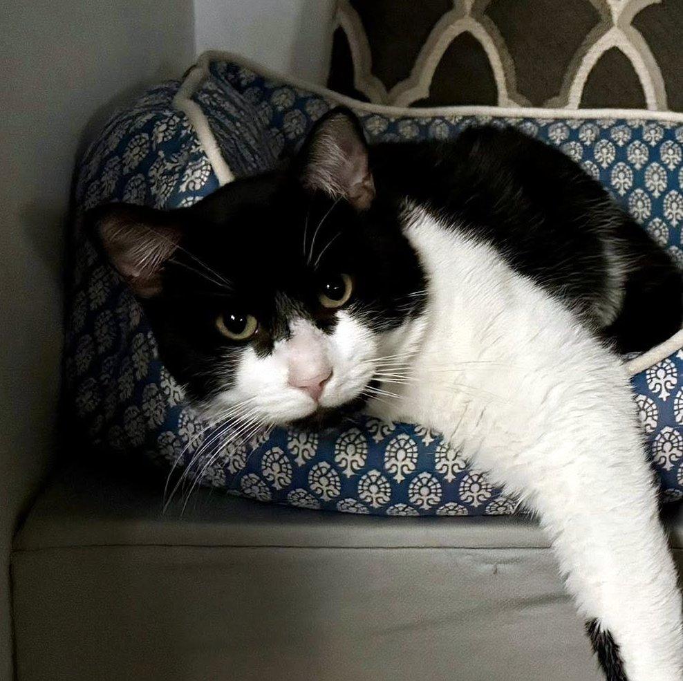 Enlarge Zorro, a ADOPTABLE Domestic Short Hair in Pittsburgh, PA image 2/6