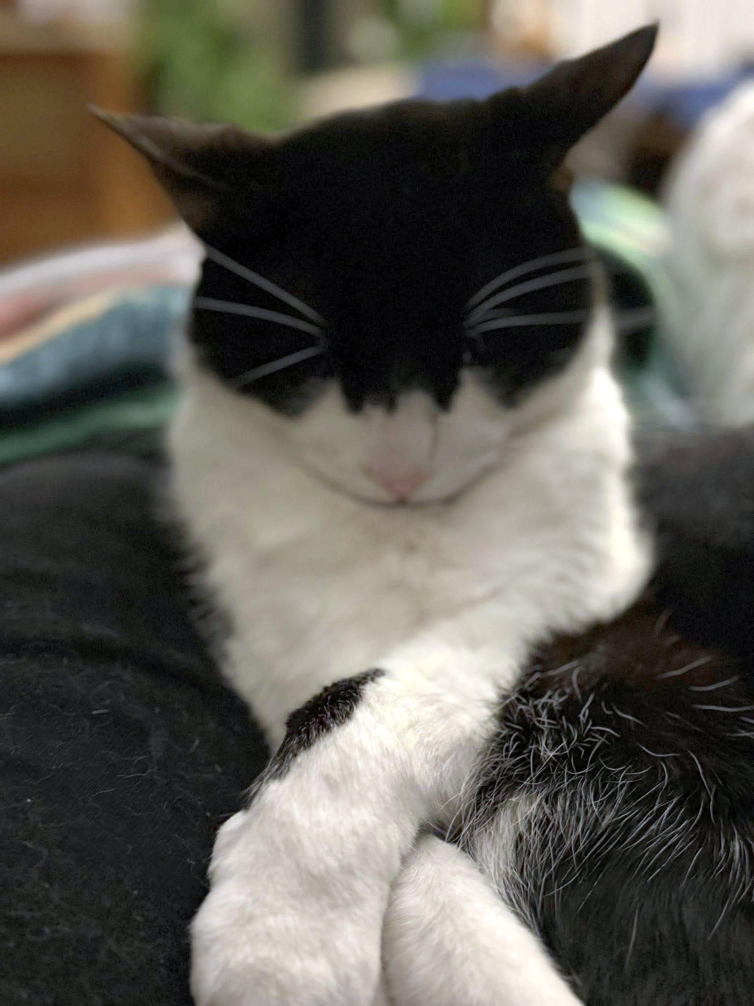 Enlarge Zorro, a ADOPTABLE Domestic Short Hair in Pittsburgh, PA image 6/6