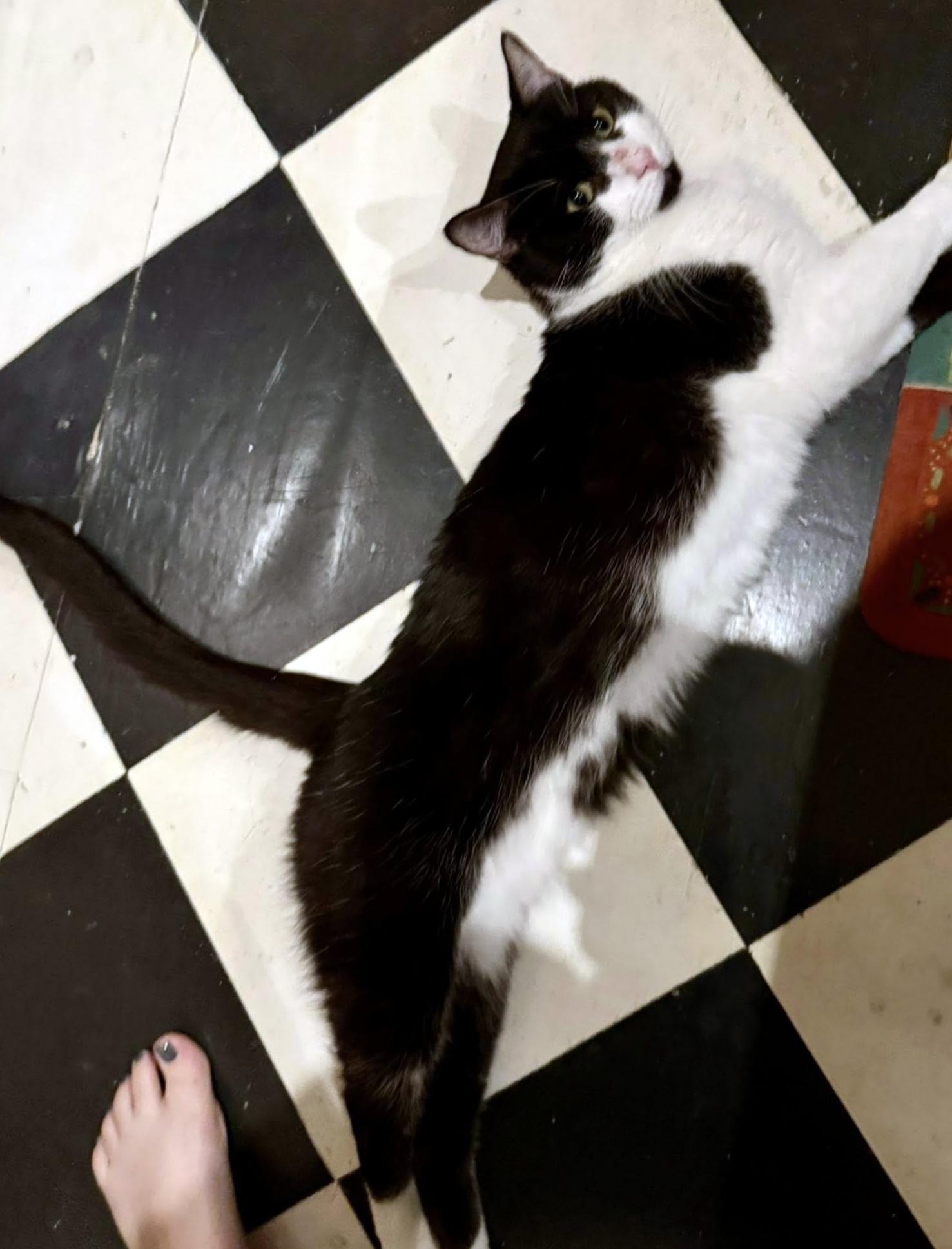 Enlarge Zorro, a ADOPTABLE Domestic Short Hair in Pittsburgh, PA image 4/6