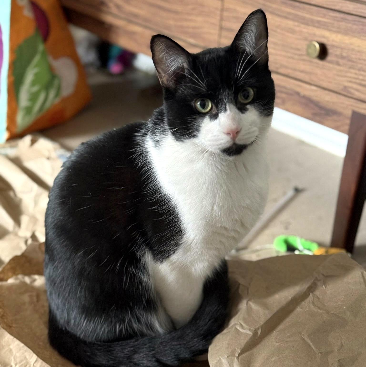 Enlarge Zorro, a ADOPTABLE Domestic Short Hair in Pittsburgh, PA image 1/6