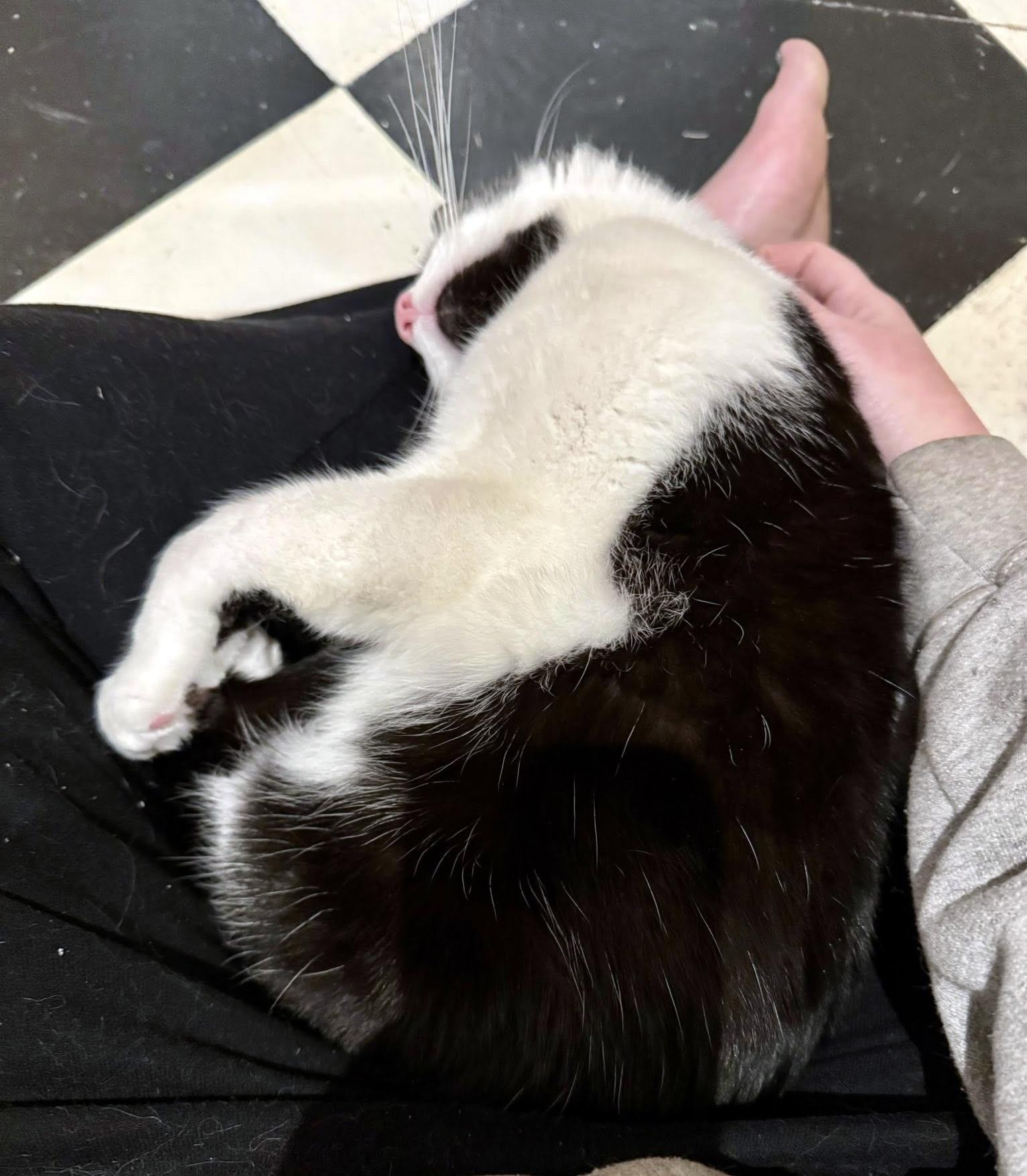 Enlarge Zorro, a ADOPTABLE Domestic Short Hair in Pittsburgh, PA image 5/6