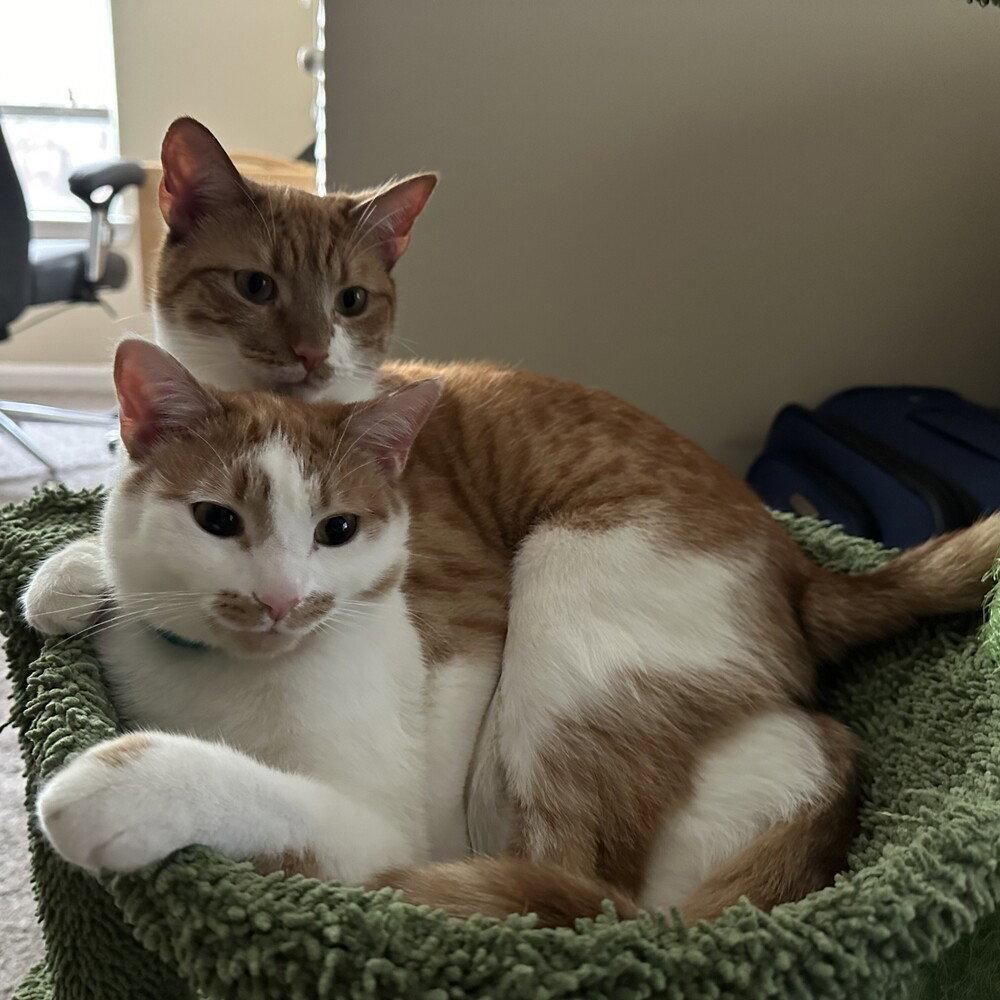 Enlarge Shifu, a Adoptable Domestic Short Hair in Candler, NC image 1/3