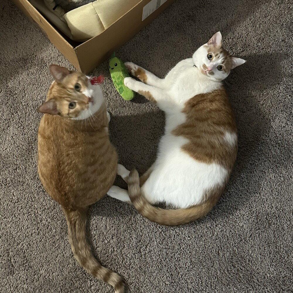 Enlarge Shifu, a Adoptable Domestic Short Hair in Candler, NC image 2/3