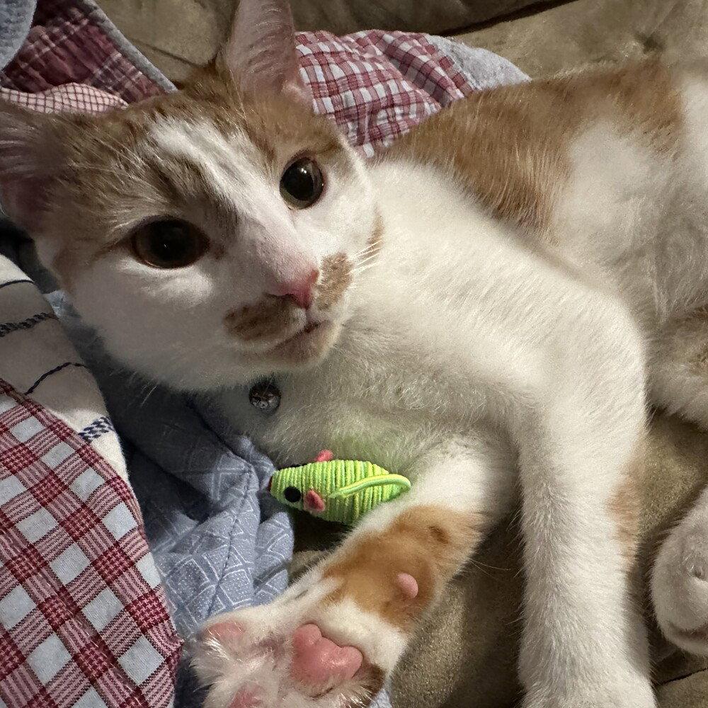 Enlarge Shifu, a Adoptable Domestic Short Hair in Candler, NC image 3/3