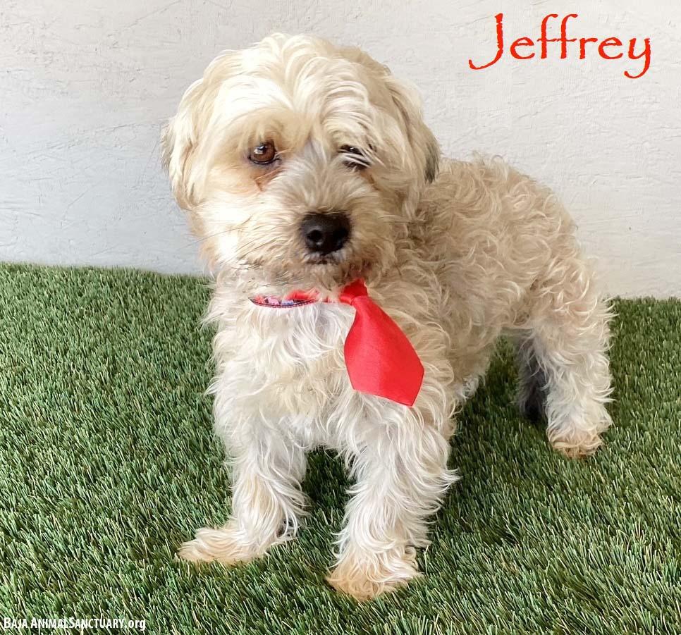 Jeffrey thumbnail 2