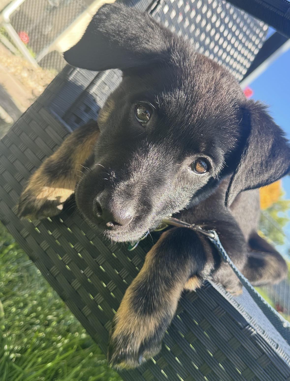Enlarge Lisa, a Adoptable mixed breed in Winnipeg, MB image 3/6