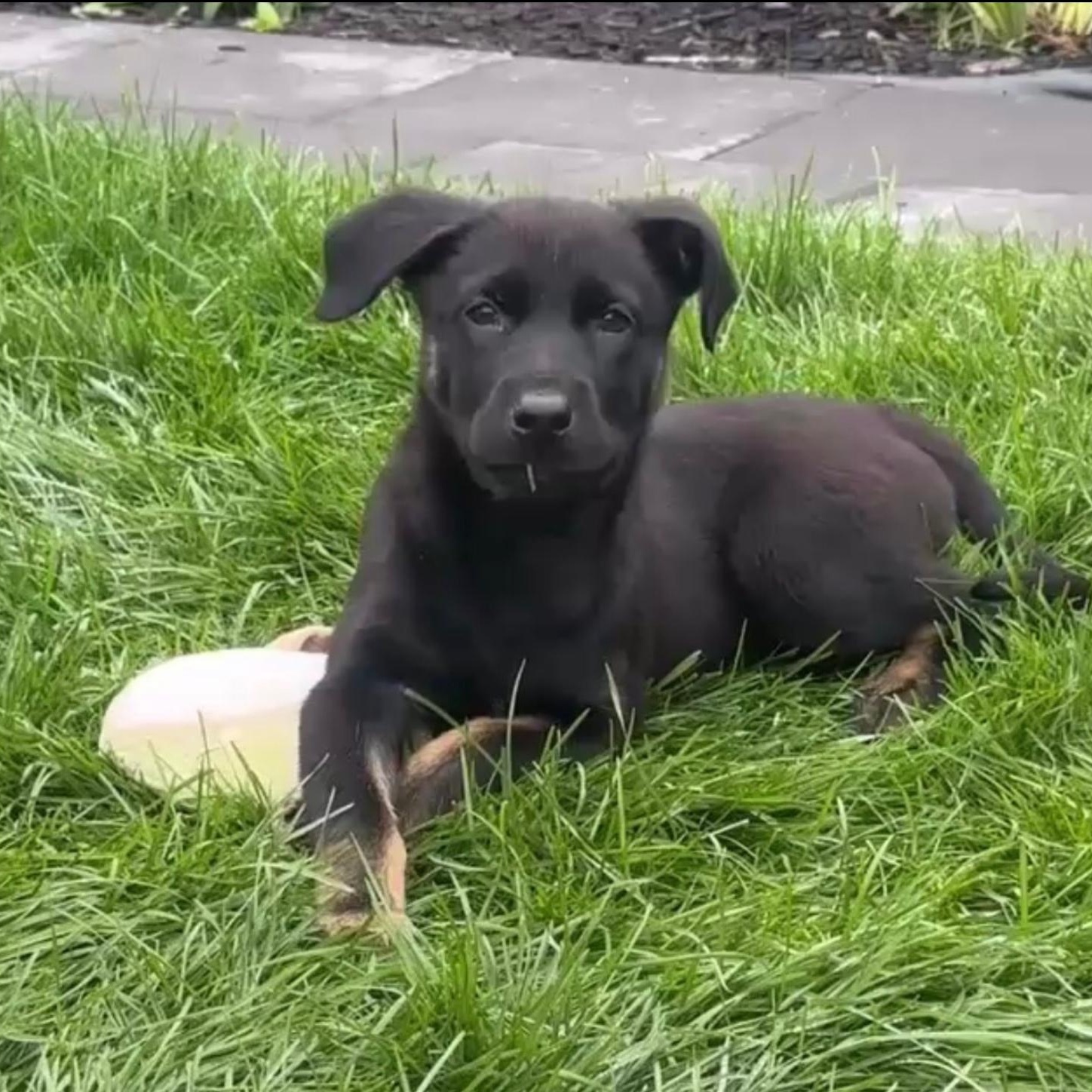 Enlarge Lisa, a Adoptable mixed breed in Winnipeg, MB image 5/6