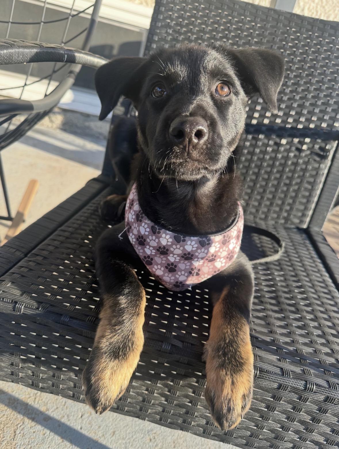 Enlarge Lisa, a Adoptable mixed breed in Winnipeg, MB image 6/6