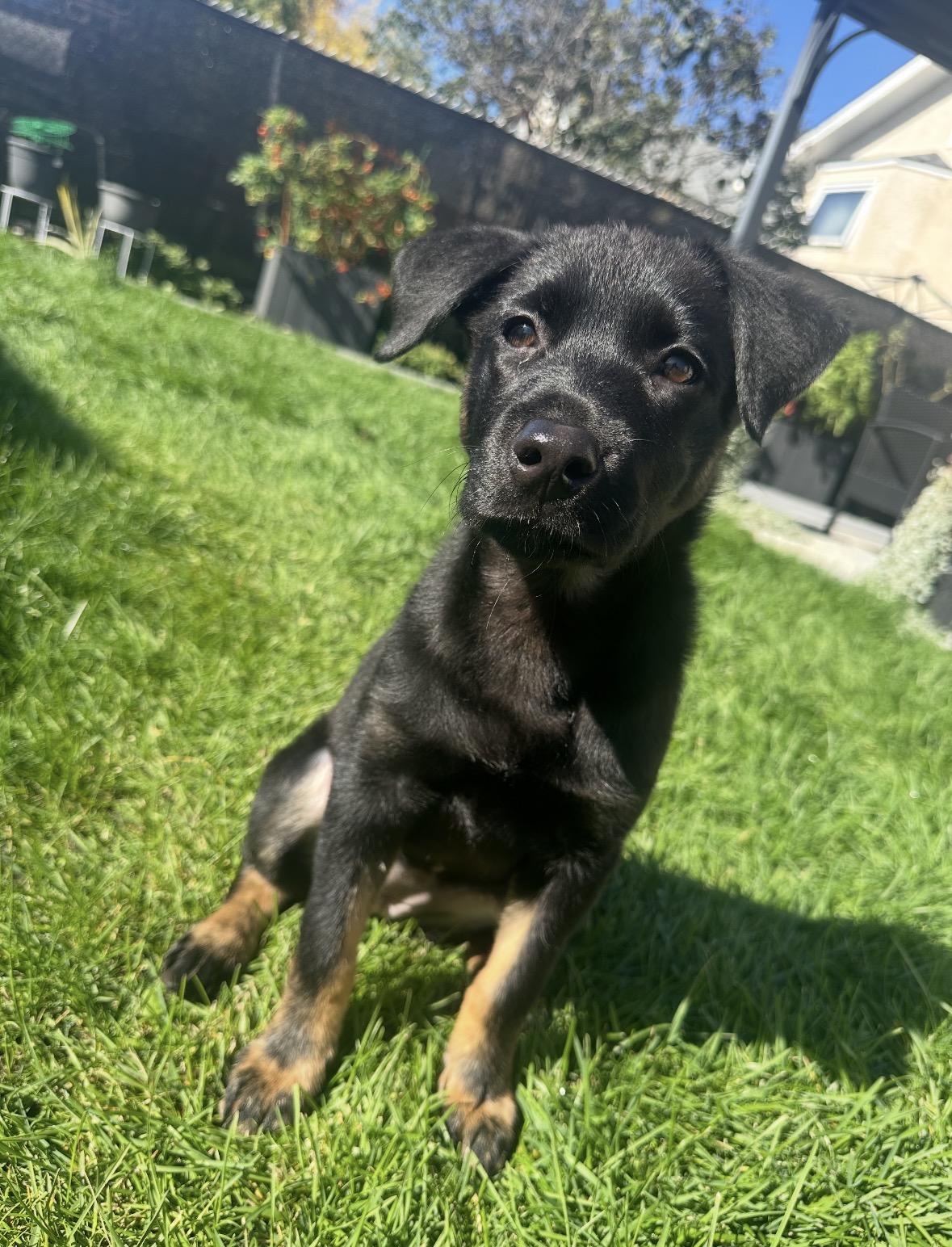 Enlarge Lisa, a Adoptable mixed breed in Winnipeg, MB image 1/6
