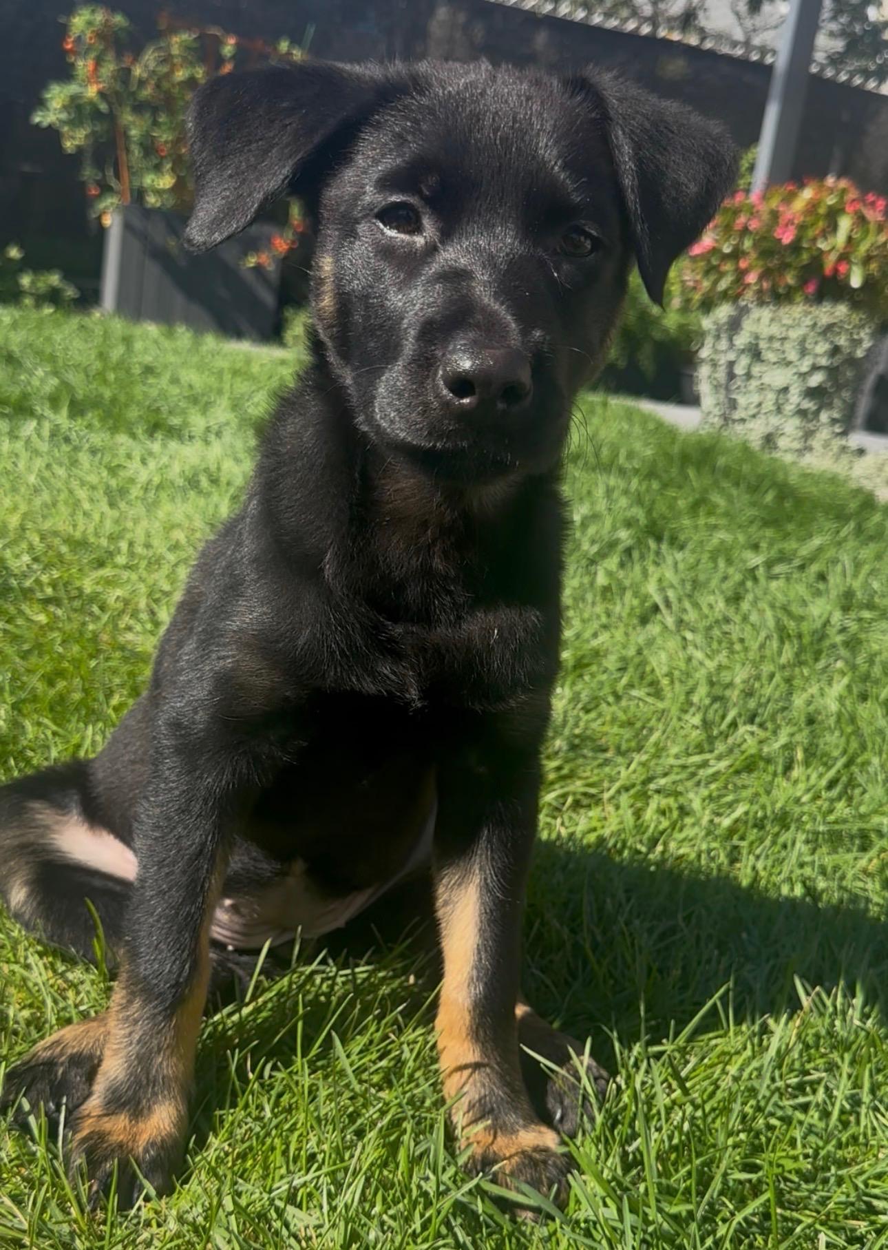 Enlarge Lisa, a Adoptable mixed breed in Winnipeg, MB image 4/6