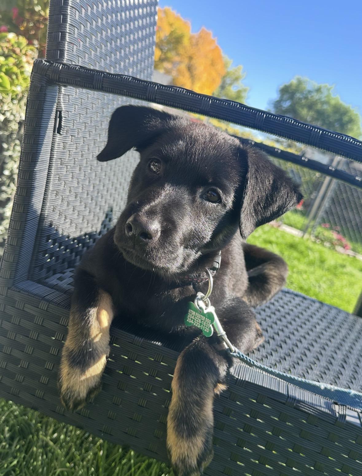 Enlarge Lisa, a Adoptable mixed breed in Winnipeg, MB image 2/6