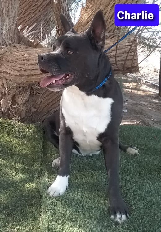 Charlie, Adult Male unknown