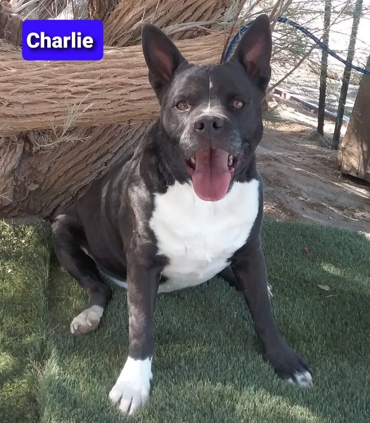 Charlie, a Adoptable mixed breed in Las Vegas, NV image 2/4
