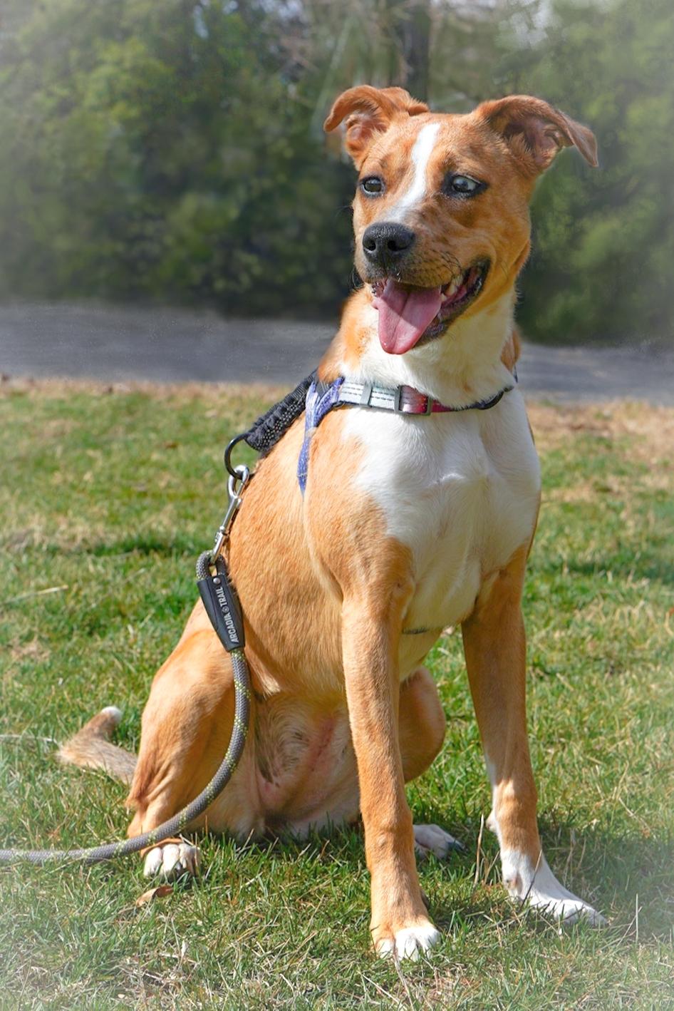 Enlarge Sasha, a ADOPTABLE mixed breed in Lexington, KY image 2/6