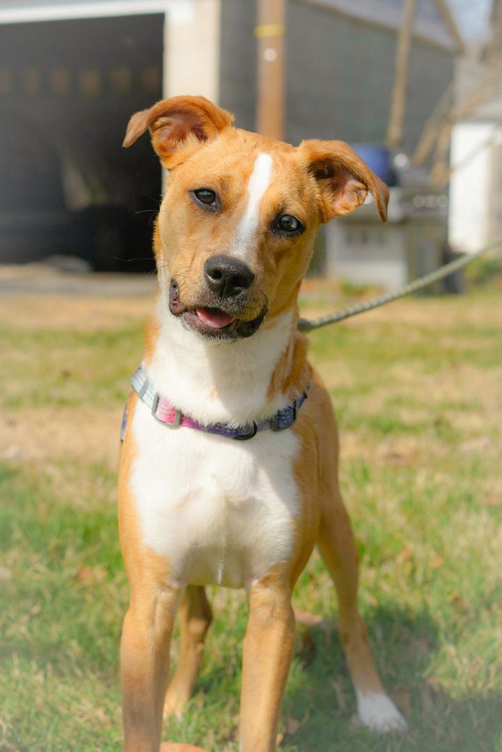 Enlarge Sasha, a ADOPTABLE mixed breed in Lexington, KY image 3/6