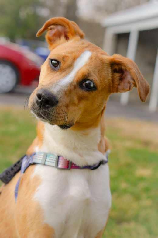 Enlarge Sasha, a ADOPTABLE mixed breed in Lexington, KY image 4/6