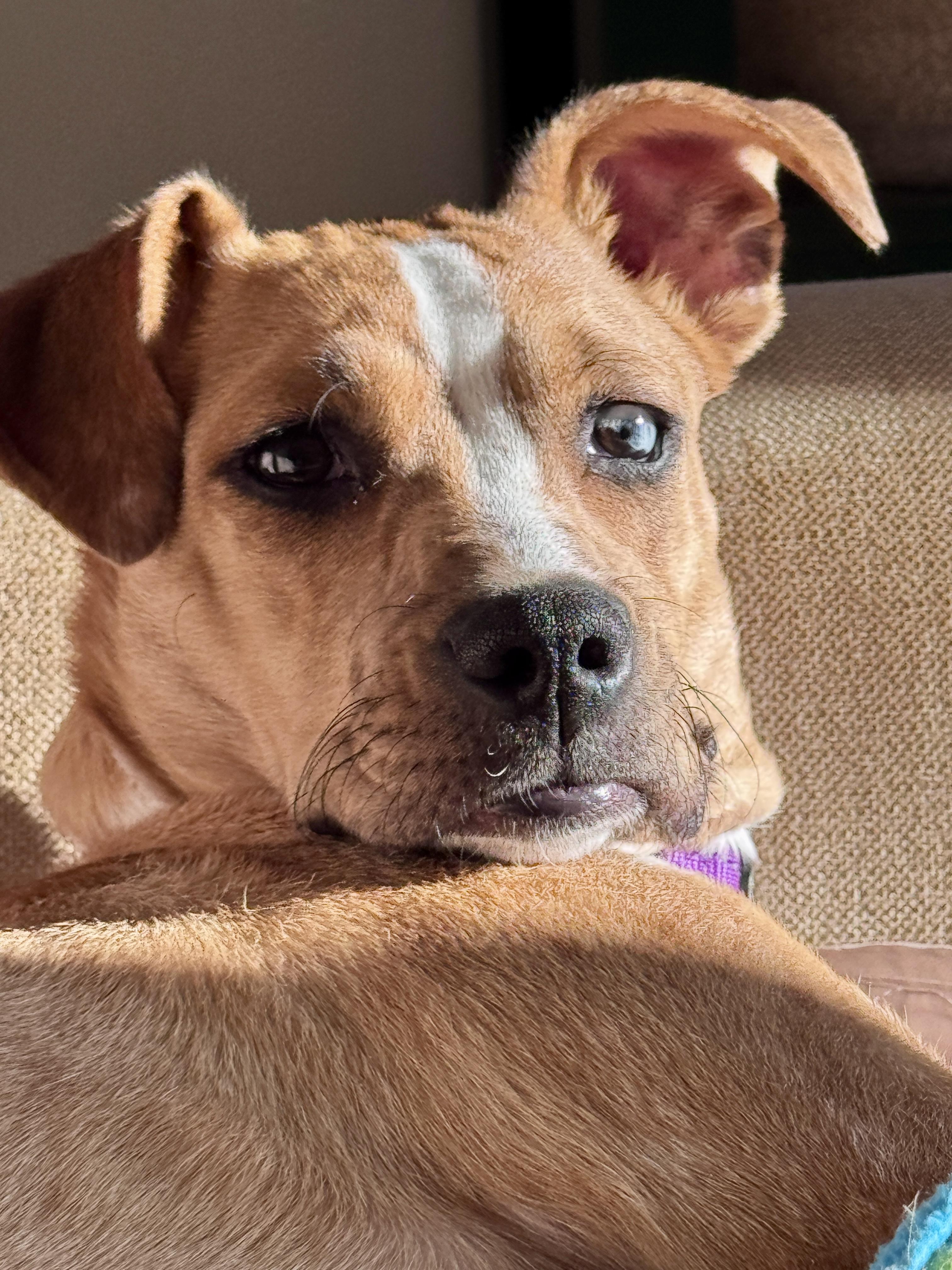 Enlarge Sasha, a ADOPTABLE mixed breed in Lexington, KY image 1/6