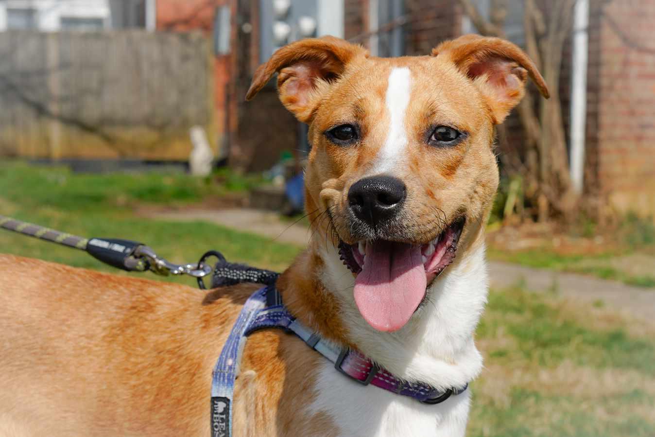 Enlarge Sasha, a ADOPTABLE mixed breed in Lexington, KY image 5/6