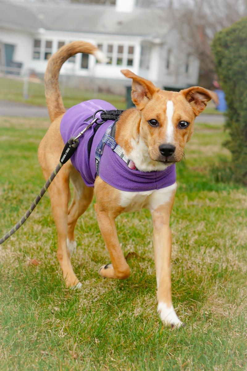 Enlarge Sasha, a ADOPTABLE mixed breed in Lexington, KY image 6/6