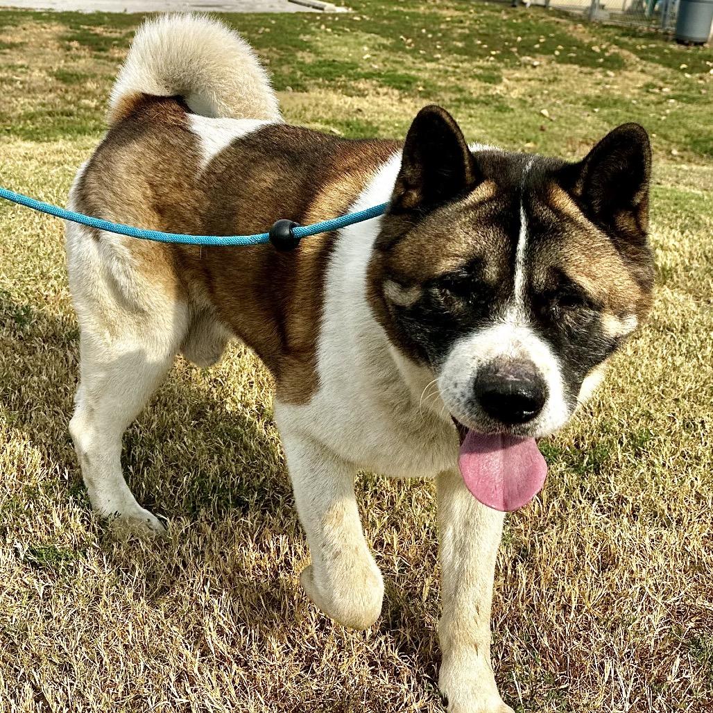 Enlarge Thor, a Adoptable Akita in Warrensburg, MO image 1/1
