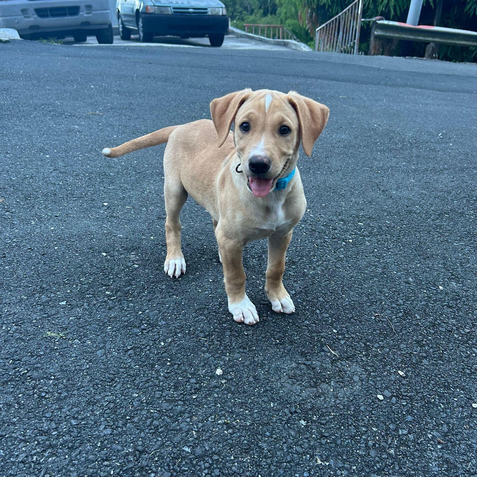 Enlarge MARIO MEATBALL (out of town), an adopted mixed breed in New York, NY image 3/5
