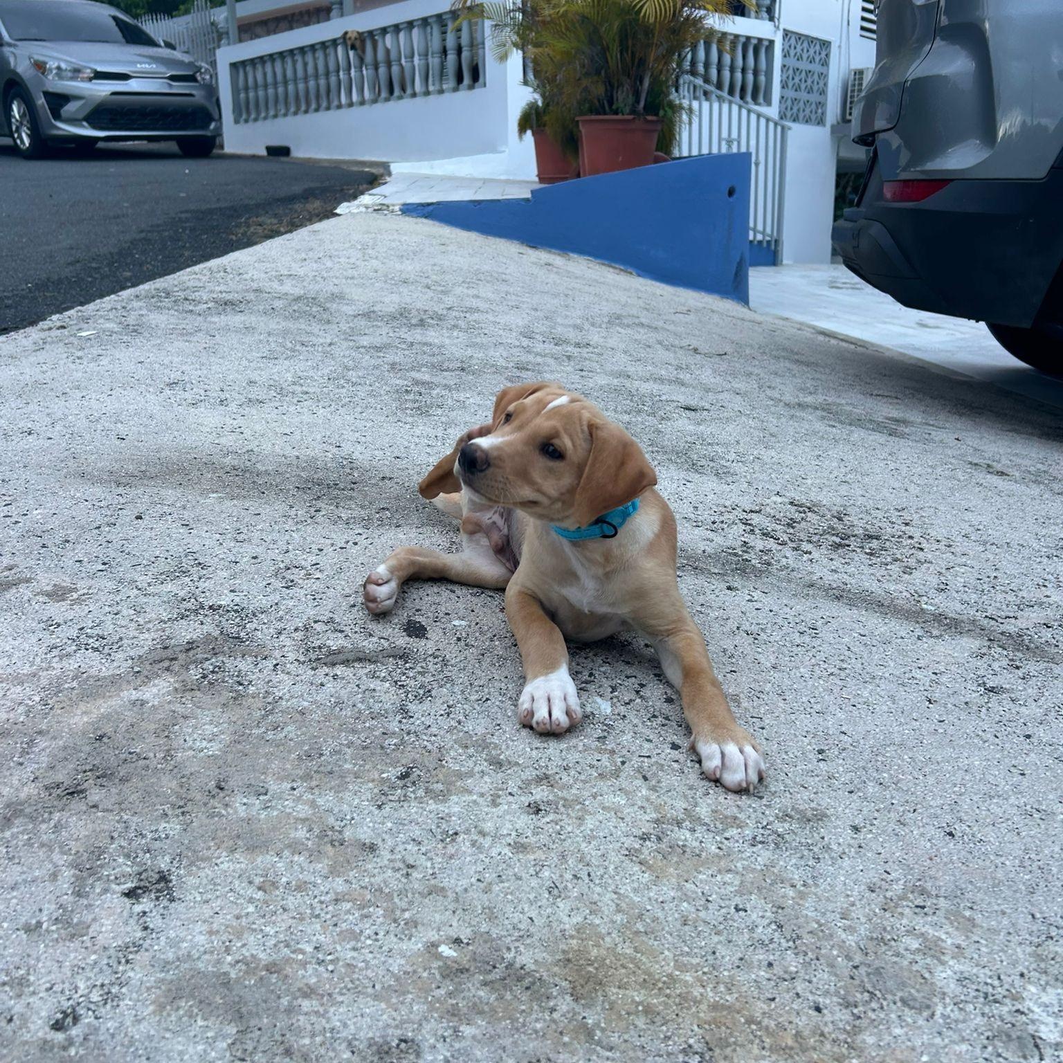 Enlarge MARIO MEATBALL (out of town), an adopted mixed breed in New York, NY image 2/5