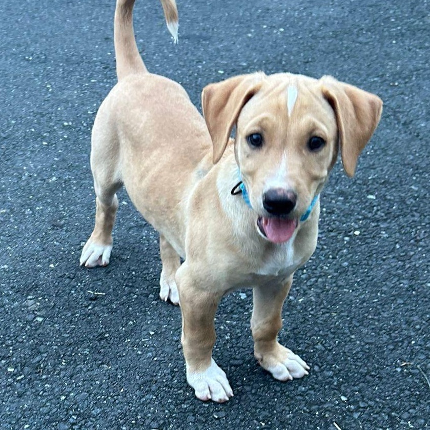 MARIO MEATBALL (out of town), adopted, Puppy Male Labrador Retriever & Miniature Schnauzer.