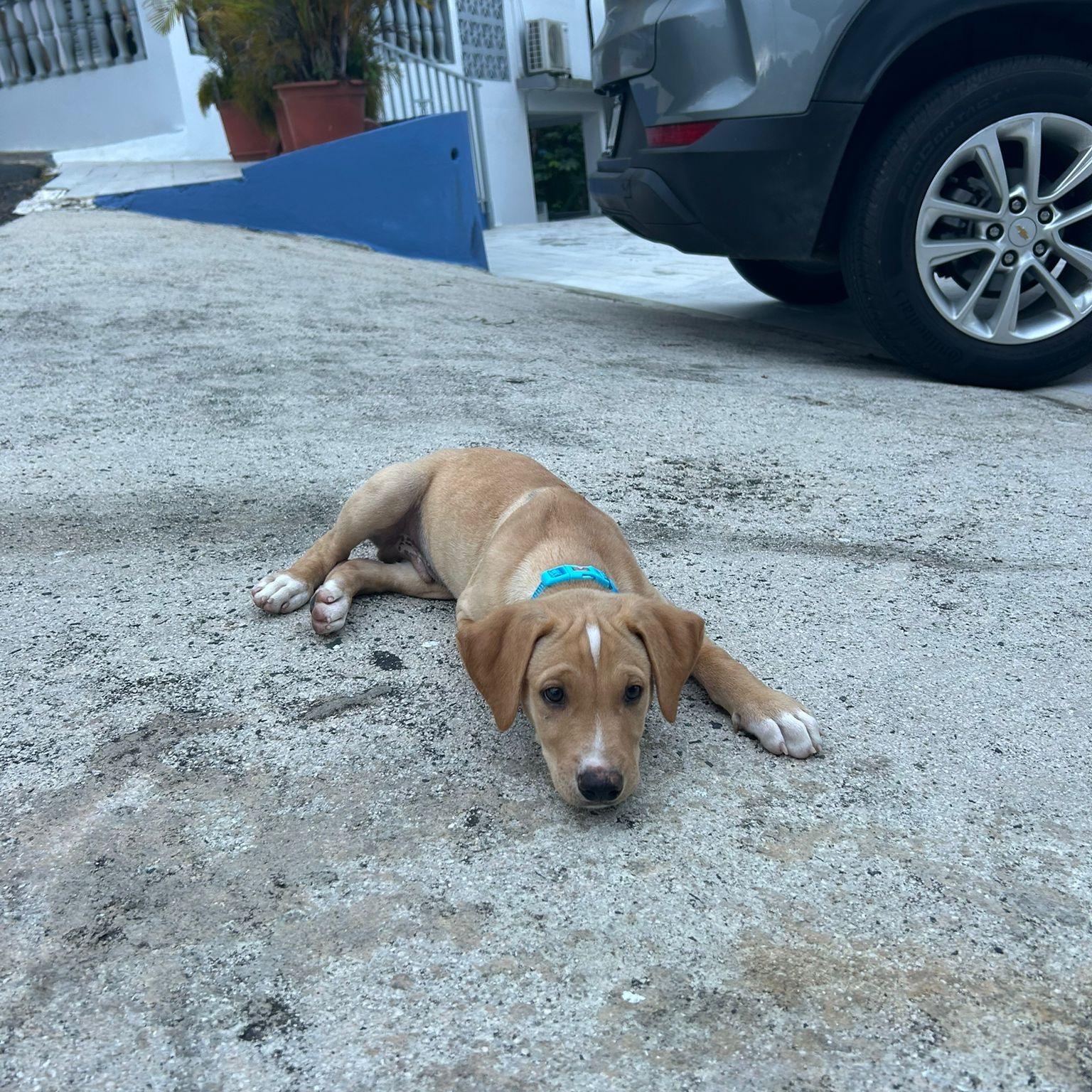 Enlarge MARIO MEATBALL (out of town), an adopted mixed breed in New York, NY image 5/5