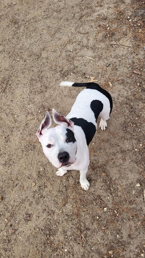 Paris, Adoptable, Adult Female Mixed Breed.