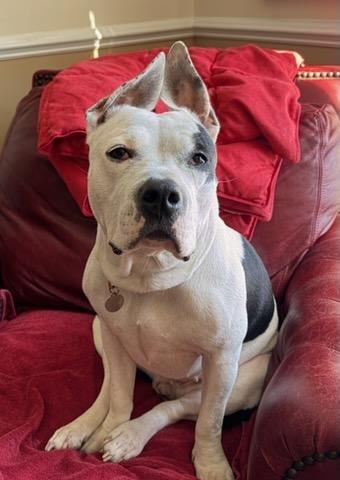 Enlarge Paris, a Adoptable mixed breed in Hampton, VA image 3/4