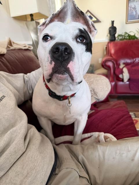 Enlarge Paris, a Adoptable mixed breed in Hampton, VA image 4/4