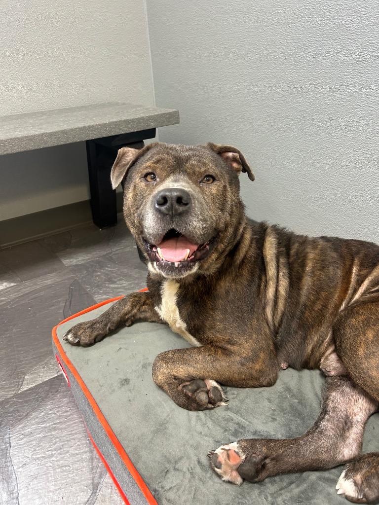 Robert, Adopted, Adult Male Pit Bull Terrier.