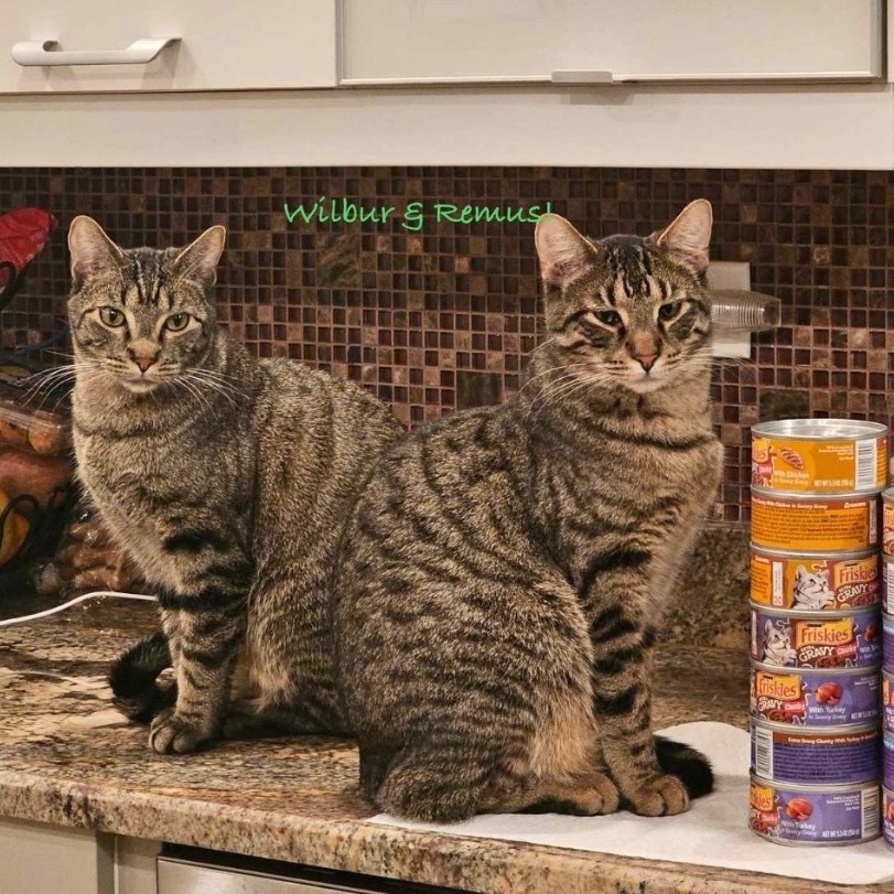 Enlarge Wilbur, a Adoptable mixed breed in Palatine, IL image 4/5